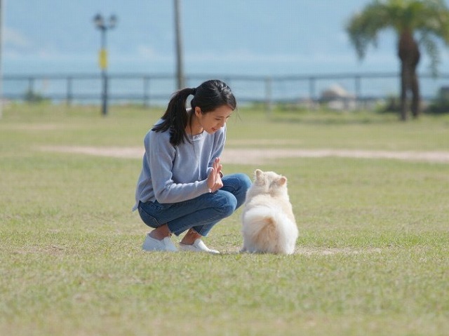 システム・料金　犬と飼い主さまのための『レッスン』承ります